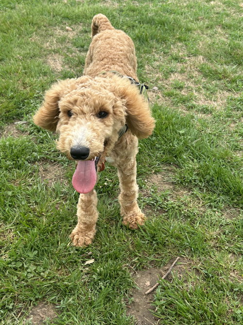 Paul Poodle
