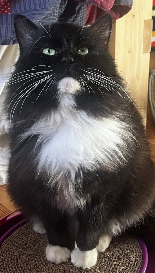 Tuxie McFluff