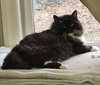 Tuxie McFluff