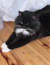 Tuxie McFluff