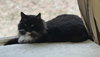 Tuxie McFluff