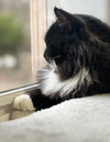 Tuxie McFluff