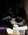 Tuxie McFluff