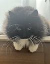 Tuxie McFluff