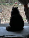 Tuxie McFluff