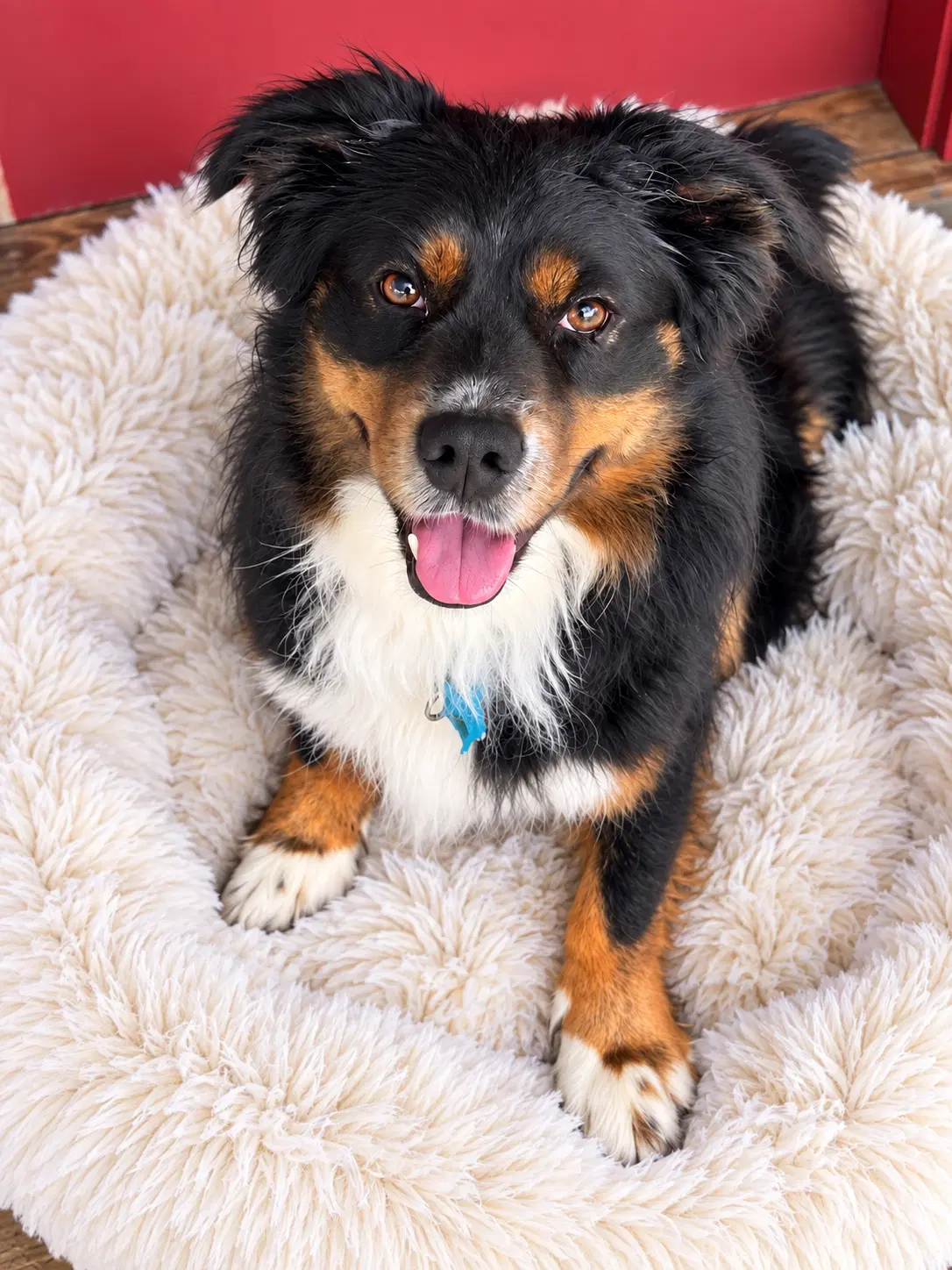 Jack - Australian Shepherd