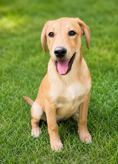 Jackson(m), an adoptable Labrador Retriever in Nashville, TN