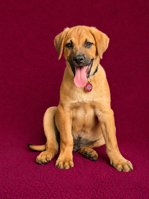 George, an adoptable Labrador Retriever in Nashville, TN
