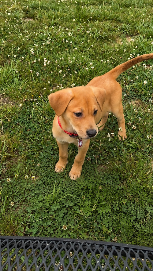 Travis, an adoptable Labrador Retriever in Nashville, TN