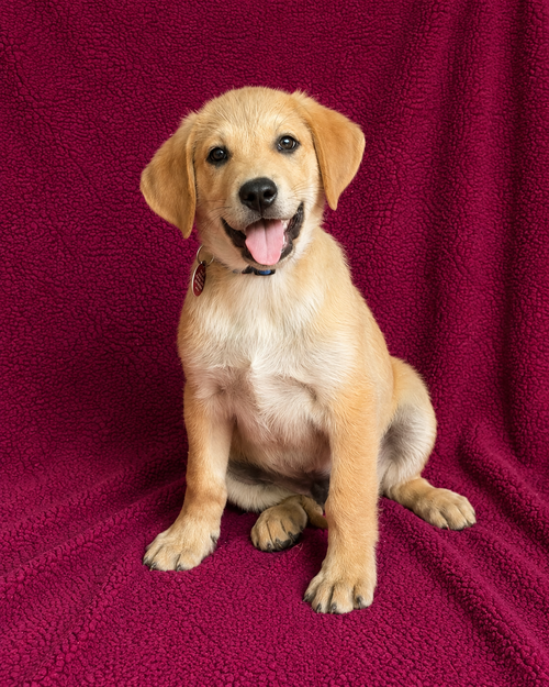 Alan, an adoptable Labrador Retriever in Nashville, TN