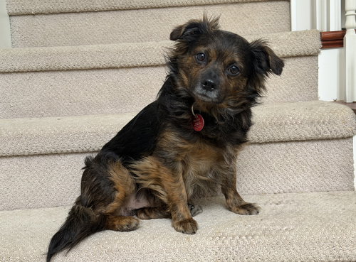 Tyler, an adoptable Chihuahua in Nashville, TN