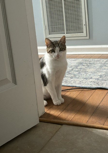 Sparkle, Young Domestic Short Hair / Mixed, cat for adoption in Nashville, Tennessee
