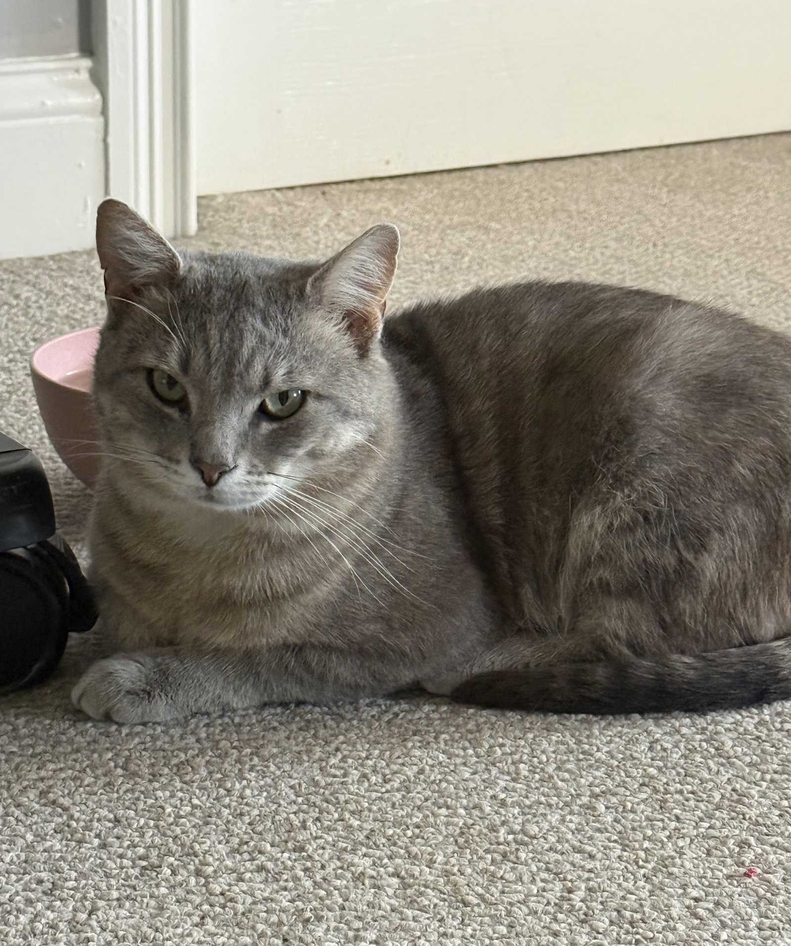 Sage, photo 9