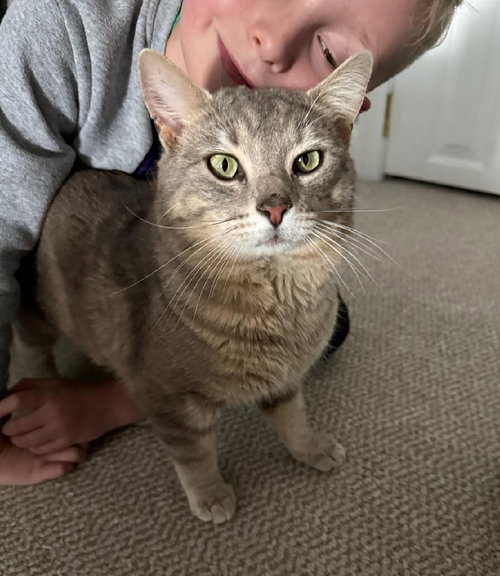 Sage, an adoptable Domestic Short Hair in Nashville, TN