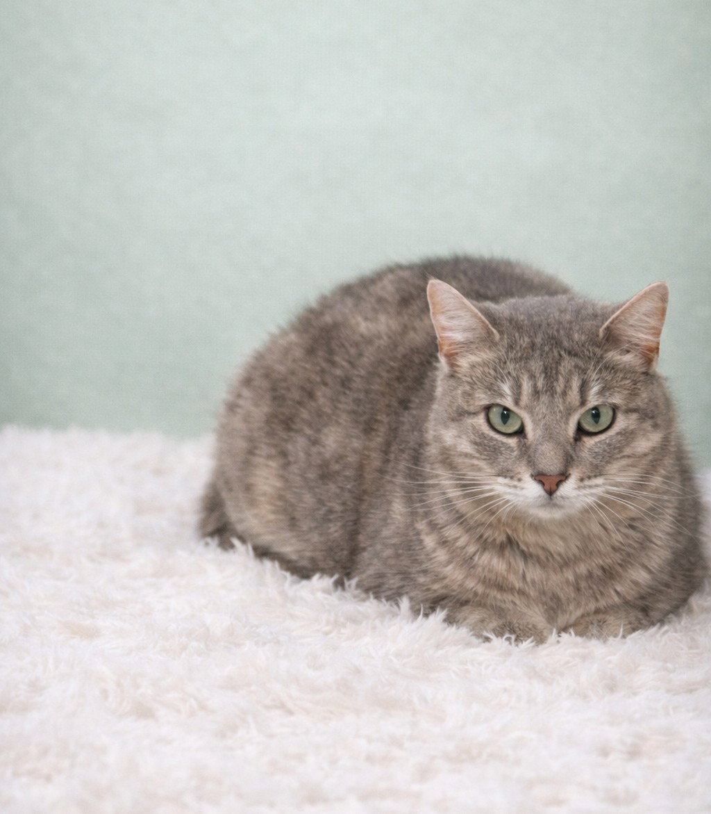 Sage, photo 4