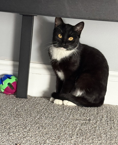 Panda, an adoptable Domestic Short Hair in Nashville, TN
