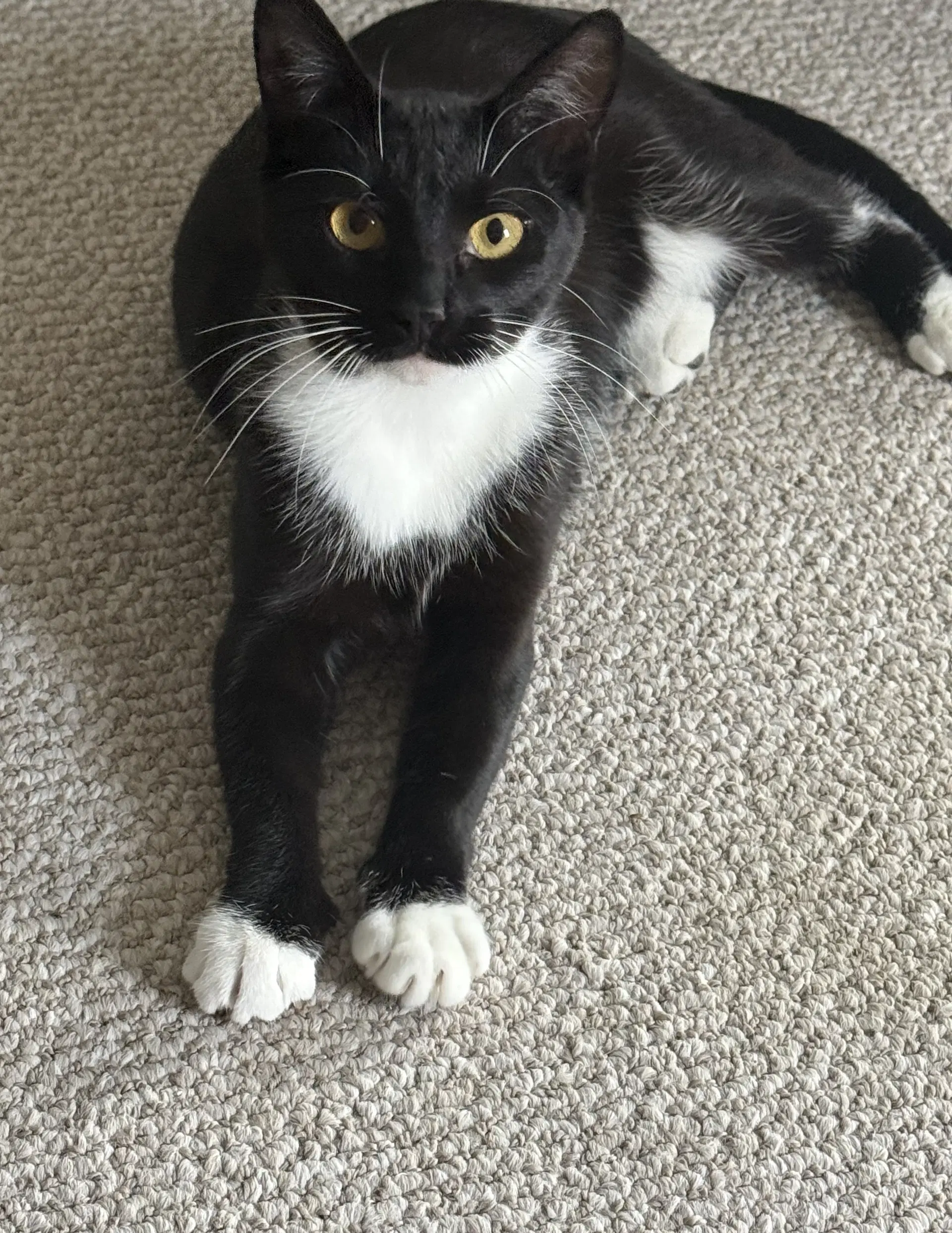 Panda - Domestic Short Hair