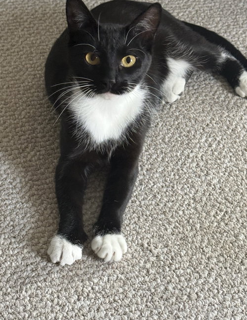 Panda, an adoptable Domestic Short Hair in Nashville, TN
