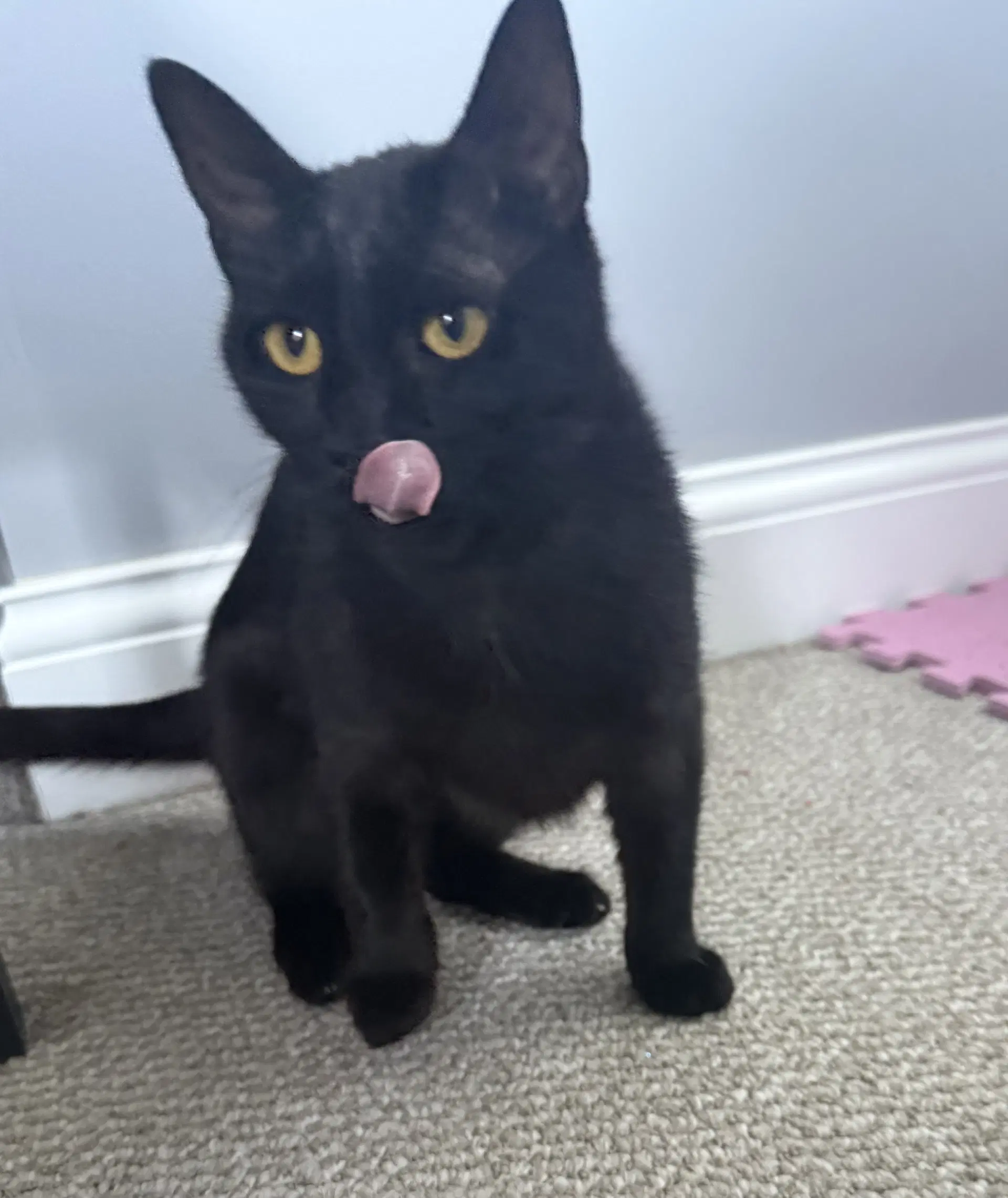 Onyx image 2