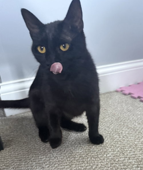 Photo 2 of Onyx