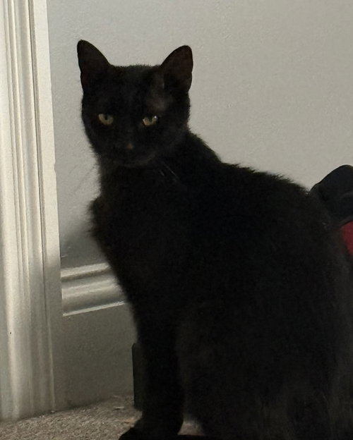Photo 3 of Onyx