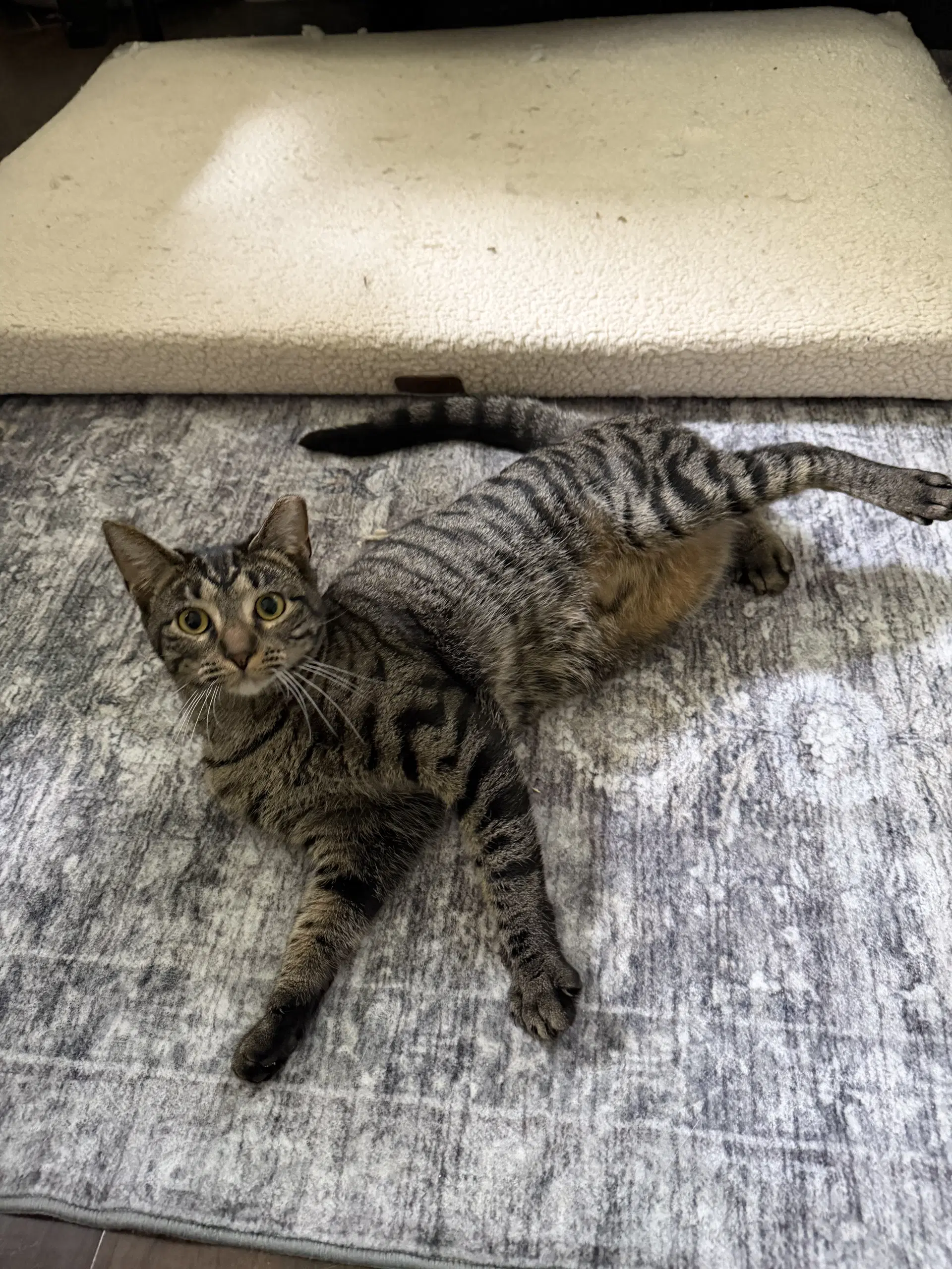 Cookie - Domestic Short Hair