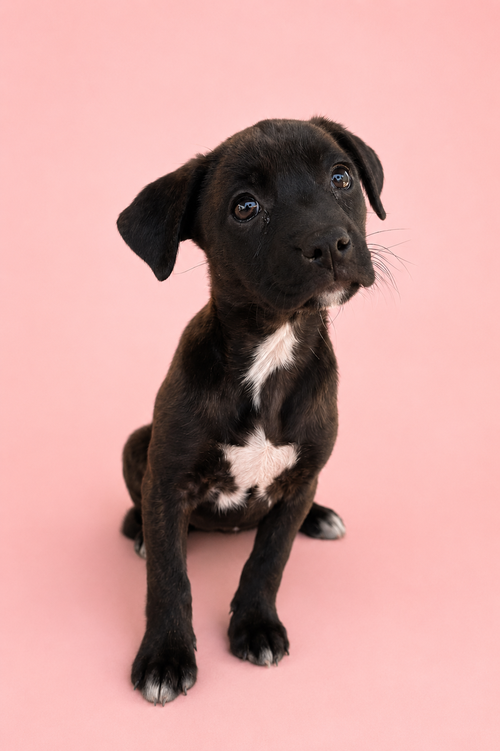 Kimberly, an adoptable Australian Cattle Dog in Nashville, TN