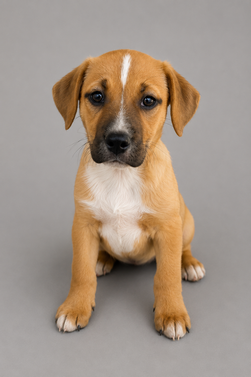 Kingston, an adoptable Australian Cattle Dog in Nashville, TN