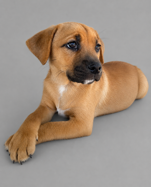 Kenneth, an adoptable Australian Cattle Dog in Nashville, TN