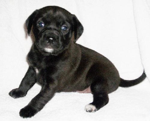 Hershey