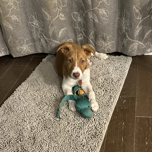 Walnut (M), an adoptable Labrador Retriever in Nashville, TN
