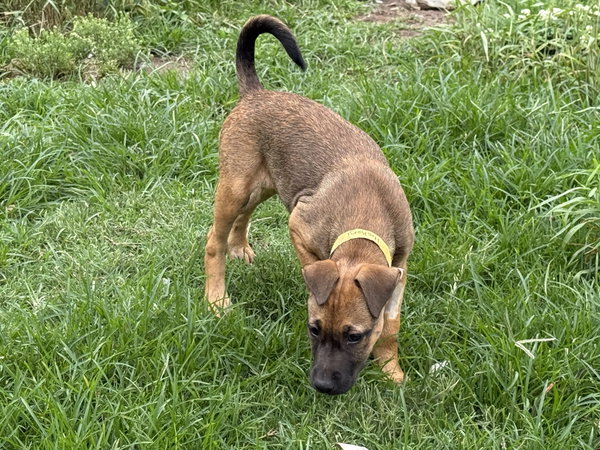 Hickory (F)