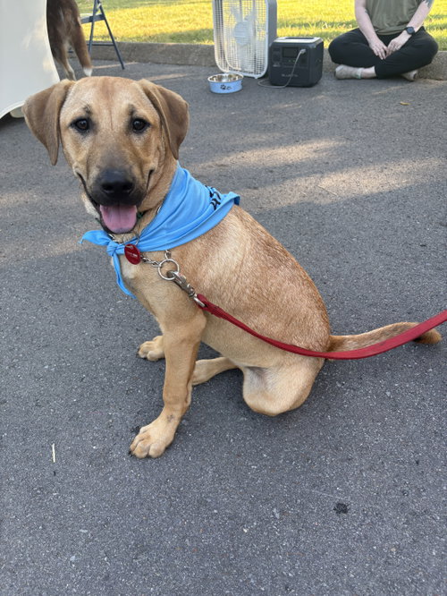 picture of the dog needing adoption