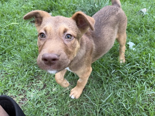 Almond (M), an adoptable Labrador Retriever in Nashville, TN
