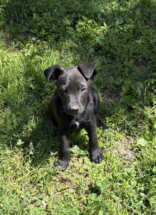 Bruno (M), an adoptable Labrador Retriever in Nashville, TN