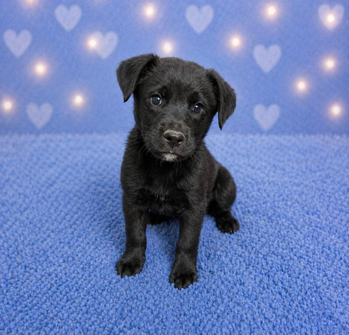 Marley (M), an adoptable Labrador Retriever in Nashville, TN