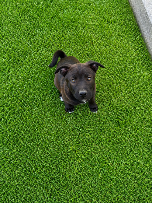 Bowie (M), an adoptable Labrador Retriever in Nashville, TN