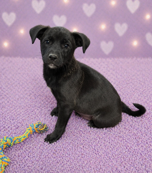 Stevie (F), an adoptable Labrador Retriever in Nashville, TN
