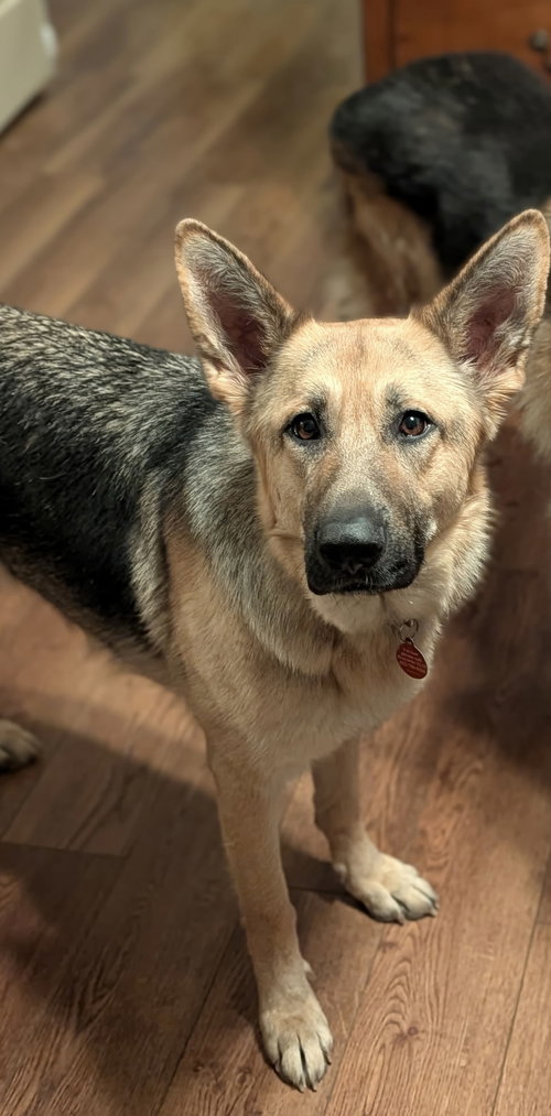 Cissie, an adoptable German Shepherd Dog in Nashville, TN