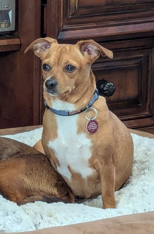 Becky (Bonded with Blakely)