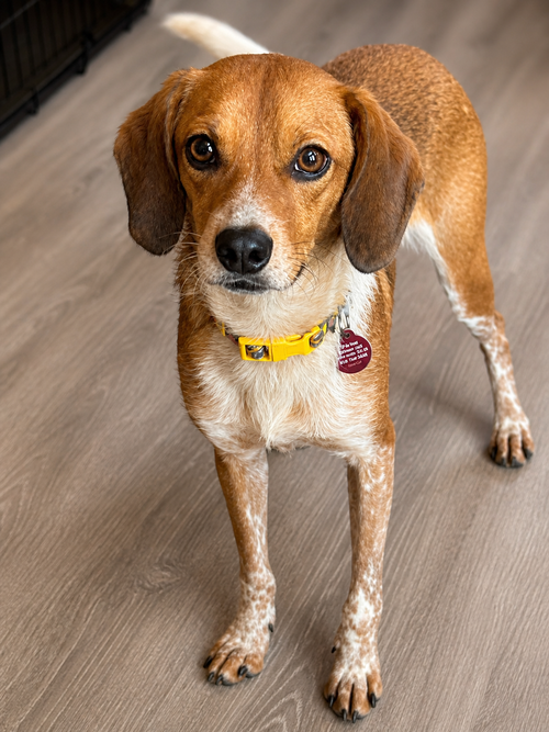 Brandon, an adoptable Chihuahua in Nashville, TN