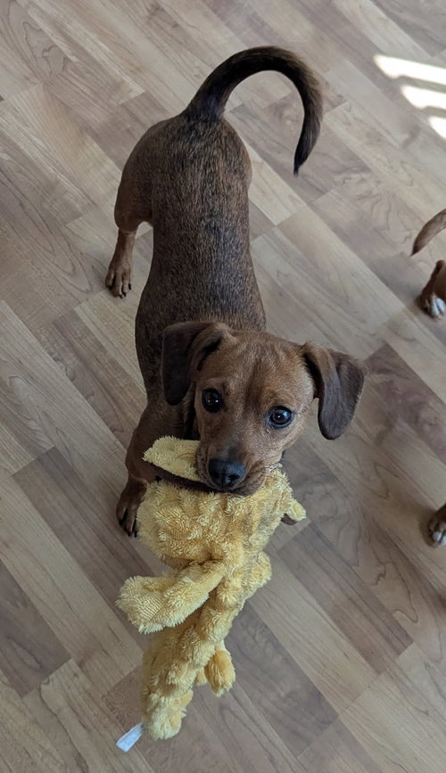 Blakely(Bonded with Becky), an adoptable Chihuahua in Nashville, TN