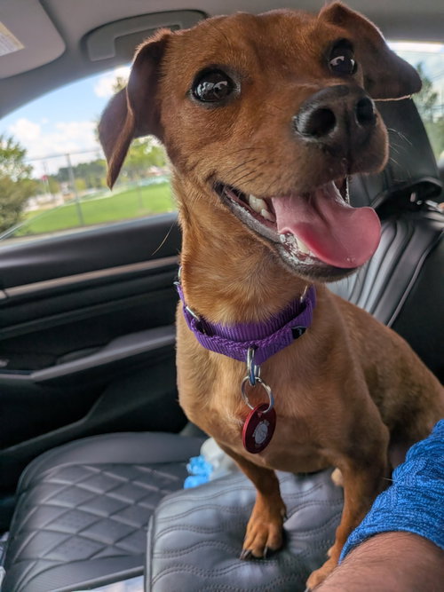 Brayden, an adoptable Chihuahua in Nashville, TN