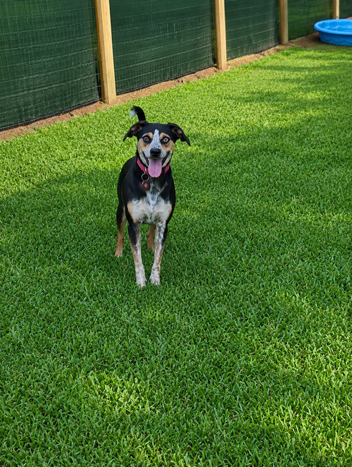 Brody, an adoptable Chihuahua in Nashville, TN