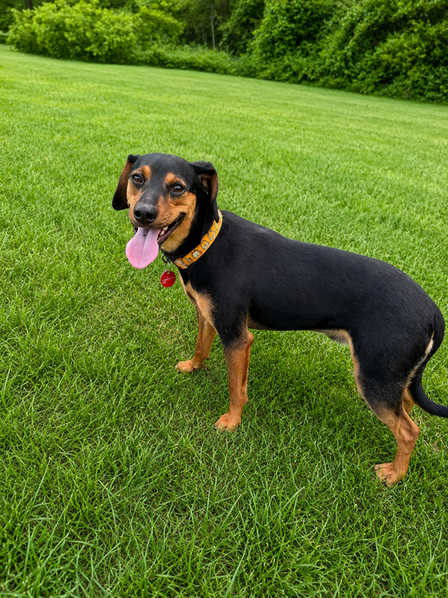 Bryson, an adoptable Chihuahua in Nashville, TN