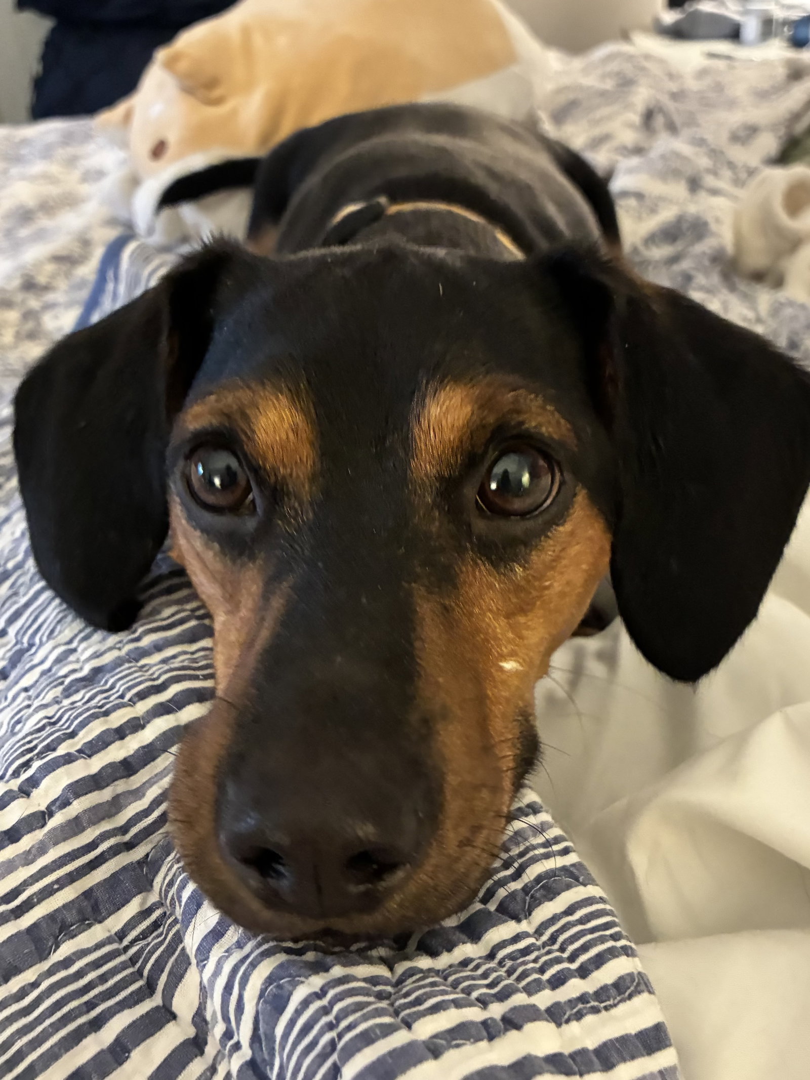 Bailey