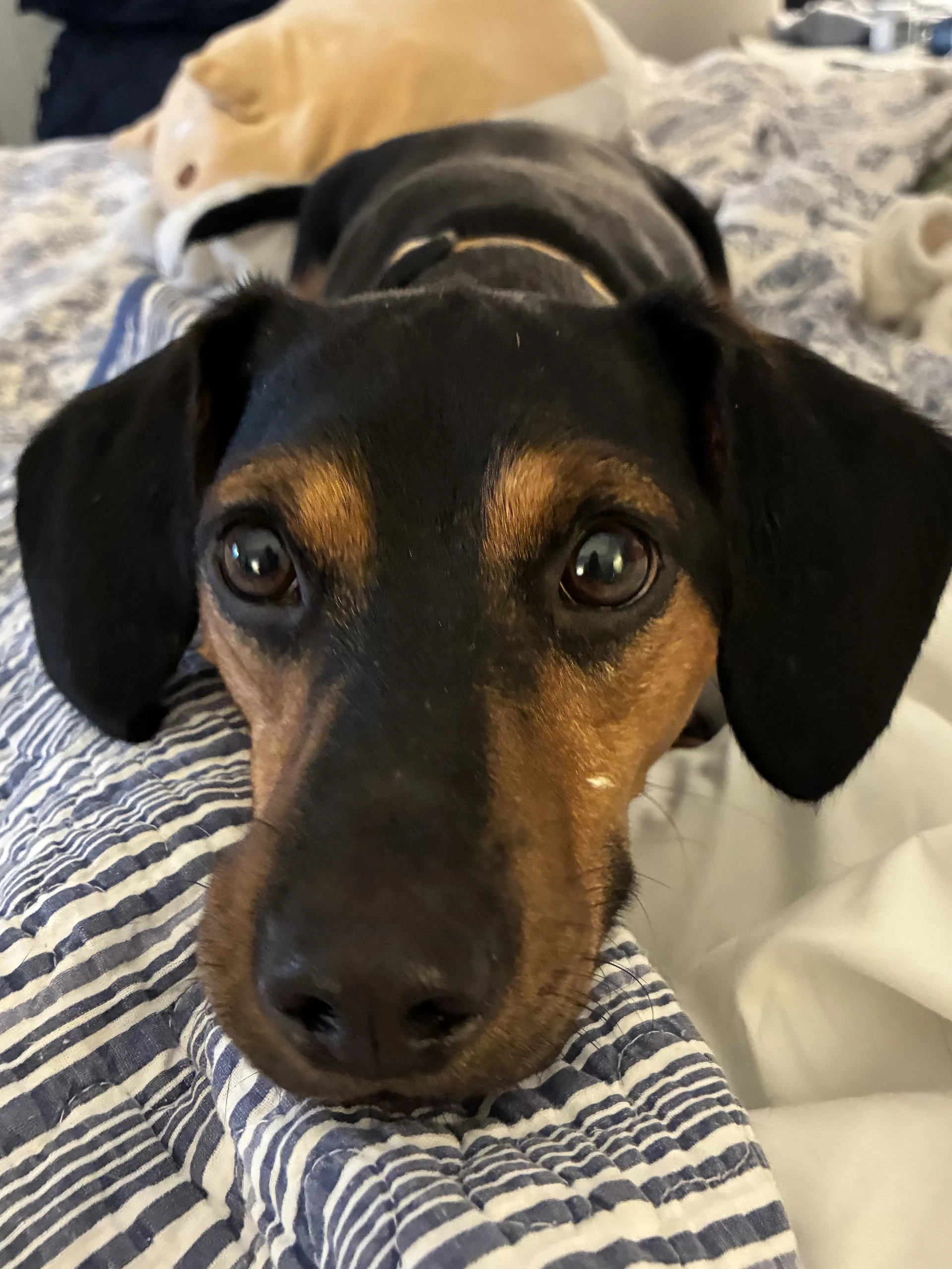 Bailey