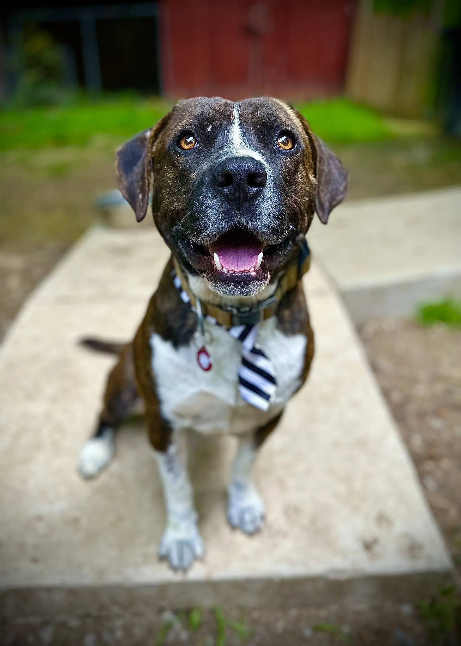 Bosco - Pit Bull Terrier