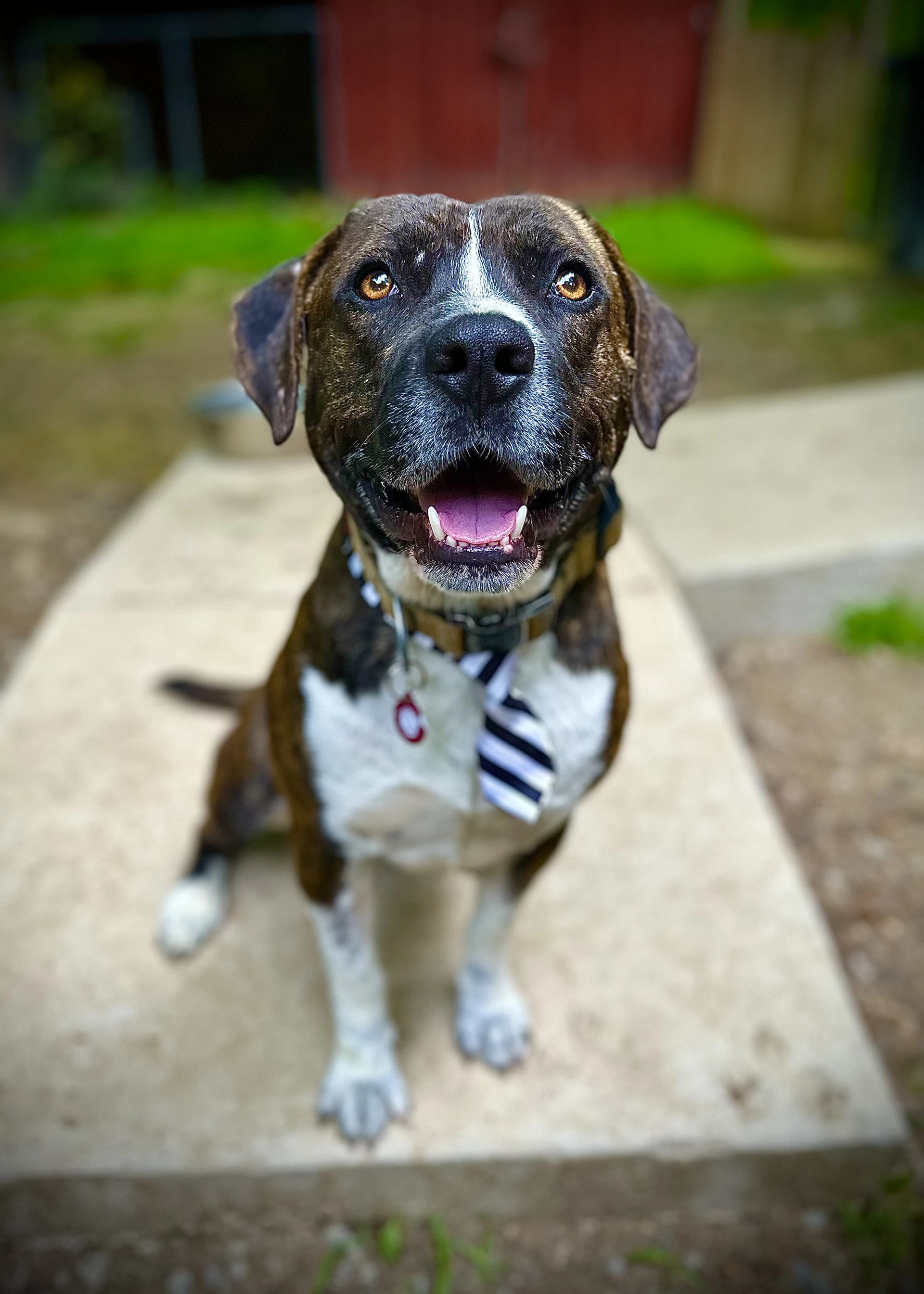 Bosco