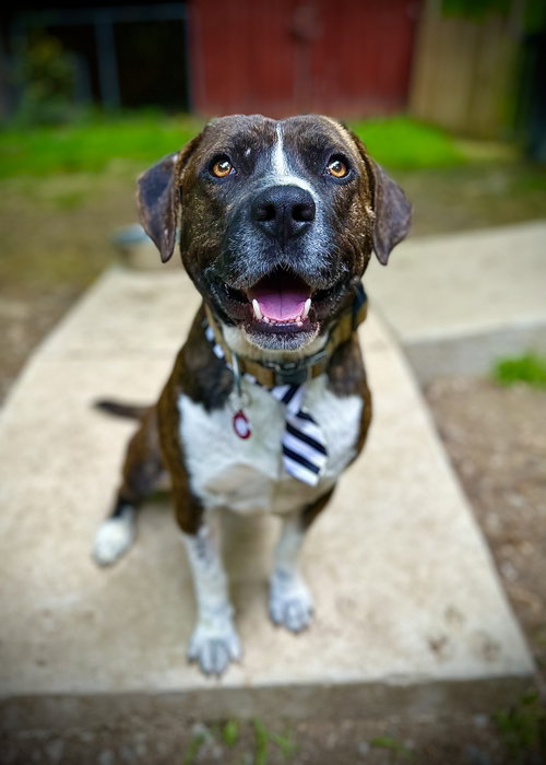 Bosco